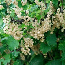 Des images de diffrentes plantes